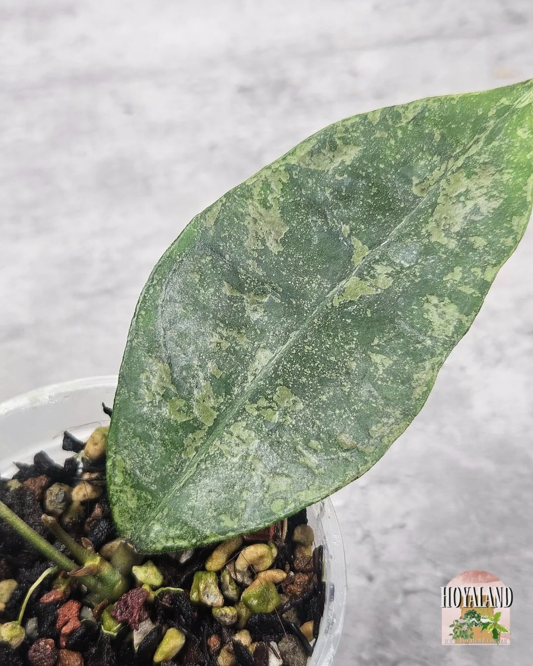 finlaysonii pangha silver  (4).jpg