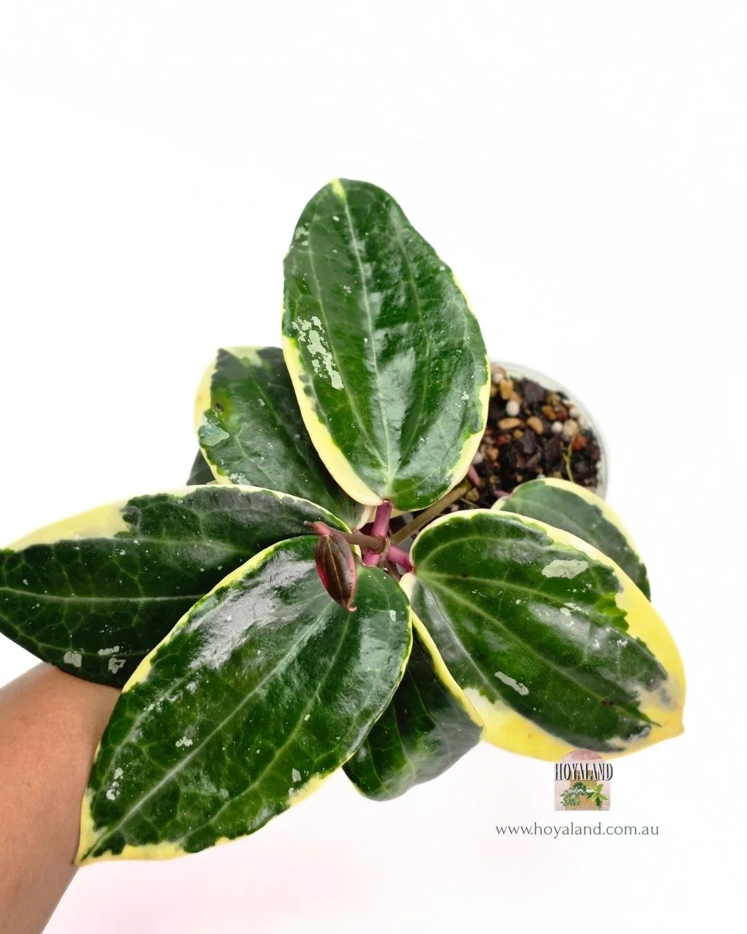 Hoya latifolia round albo (2).jpg