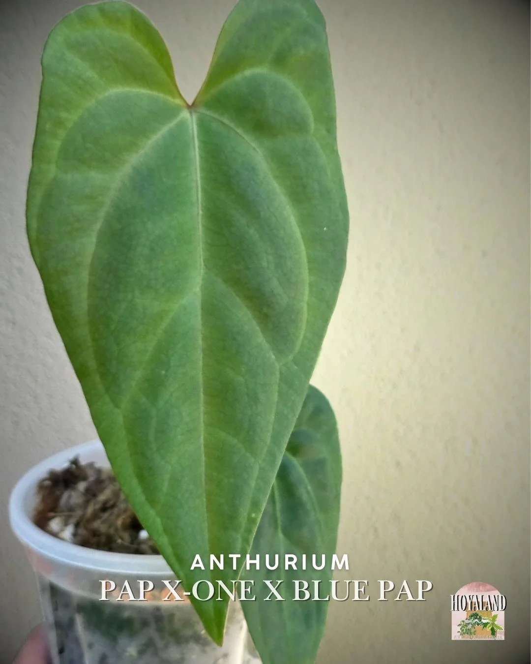 Anthurium papx1 x bluepap.jpg