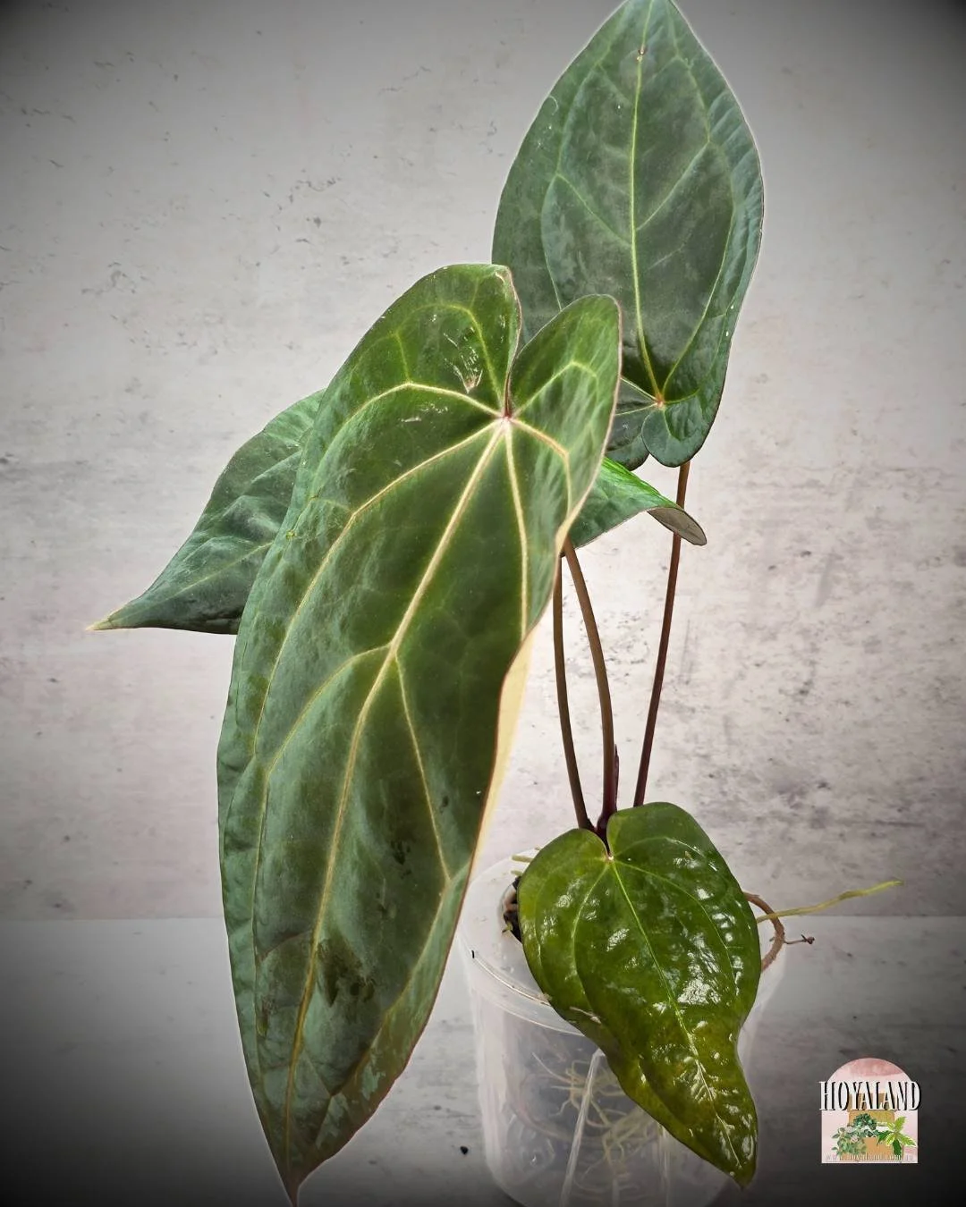 Anthurium A (4).jpg