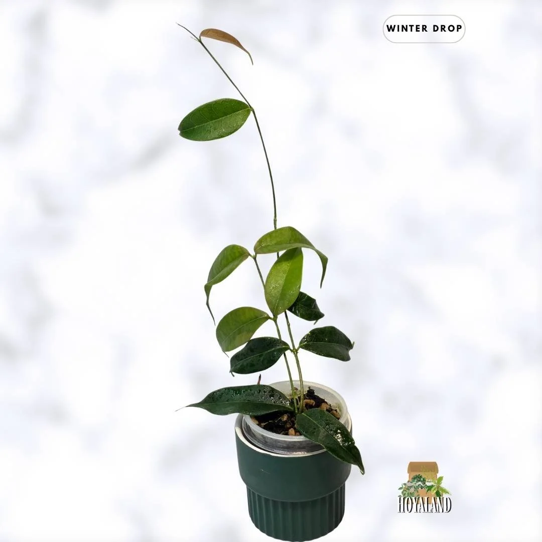 buy-rare-hoya-medusa-fragrant-bronze-leaves-australia.webp b (4).jpg