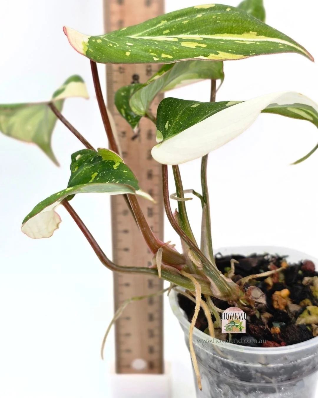 Philodendron gloriosum variegata (2).jpg