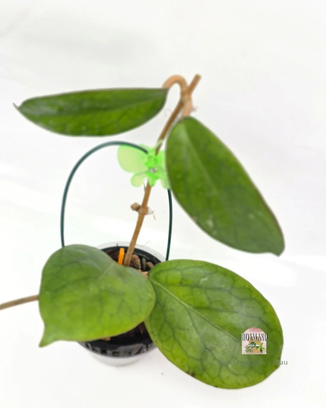 Hoya AH Red Edge A (3).jpg