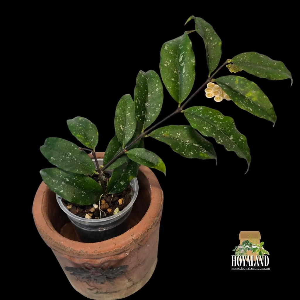 ⛄ Rare Hoya sp. Jatim | Flowering
