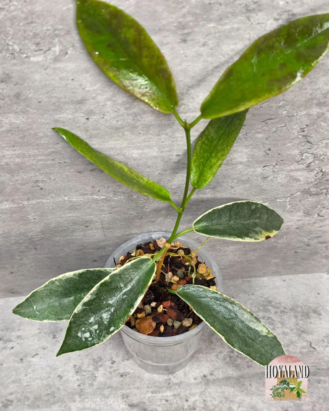 Hoya archoboldiana albo (4).jpg