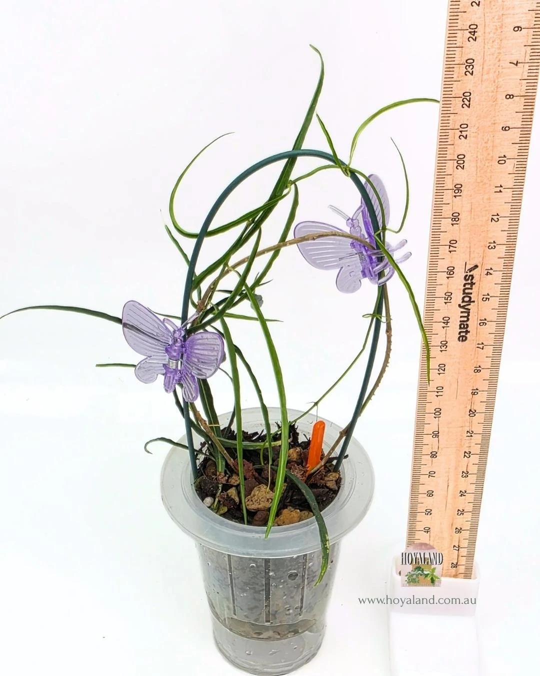 🍂 Hoya Stenophylla | Rare Grass-Like Foliage B