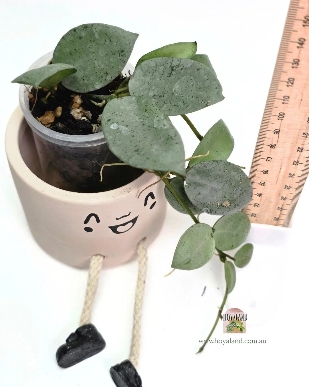 Hoya lacunosa mint coin silver (8).jpg