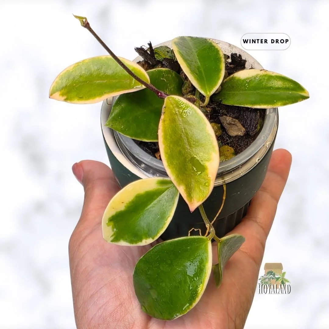Hoya halophila albo | Easy-Going Small Leaf Variegated Hoya