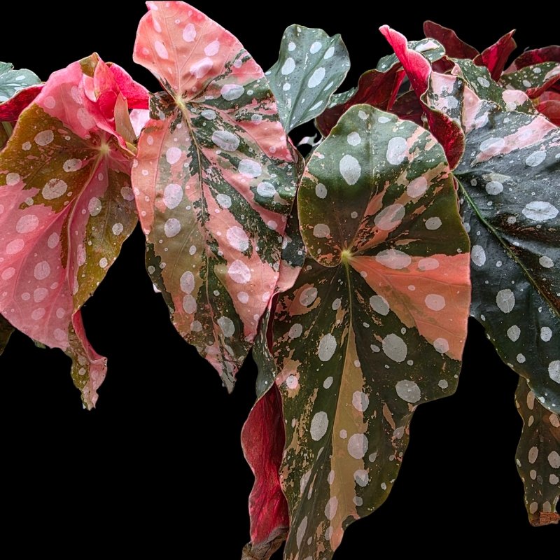 Pink variegated begonia maculata plant.