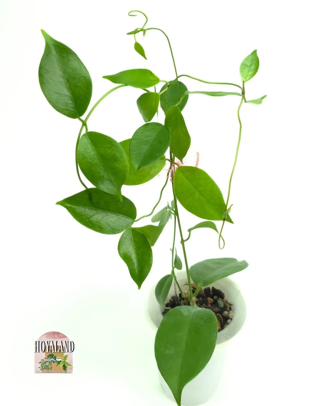 🌞 Hoya sp Ovalau Island 🩷