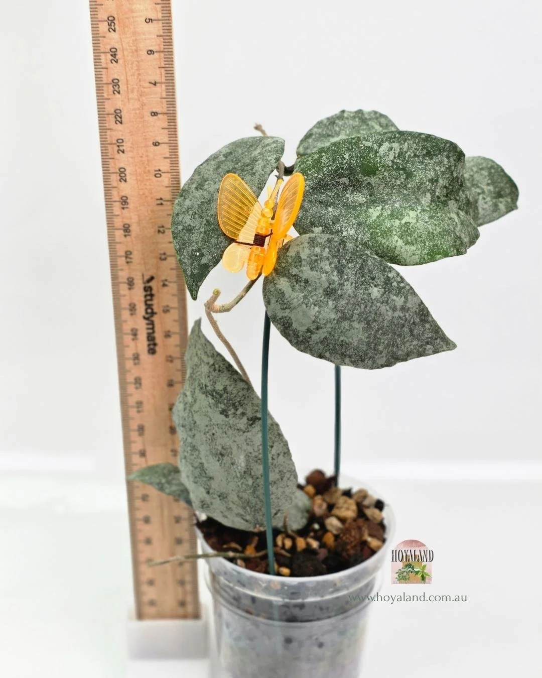 Hoya caudata silver (5).jpg