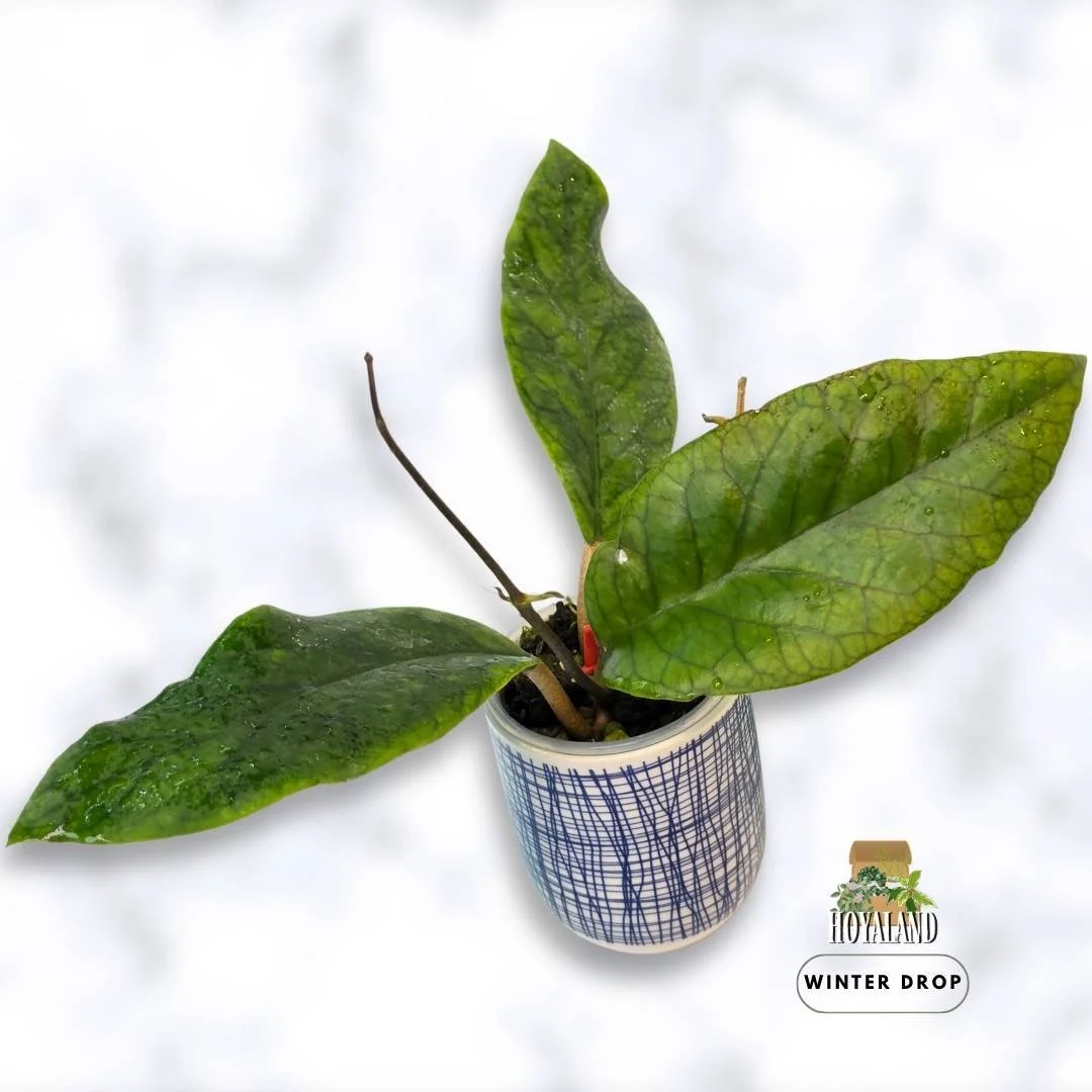 remium Hoya AH 032 displaying prominent veining on thick leaves with active new growth