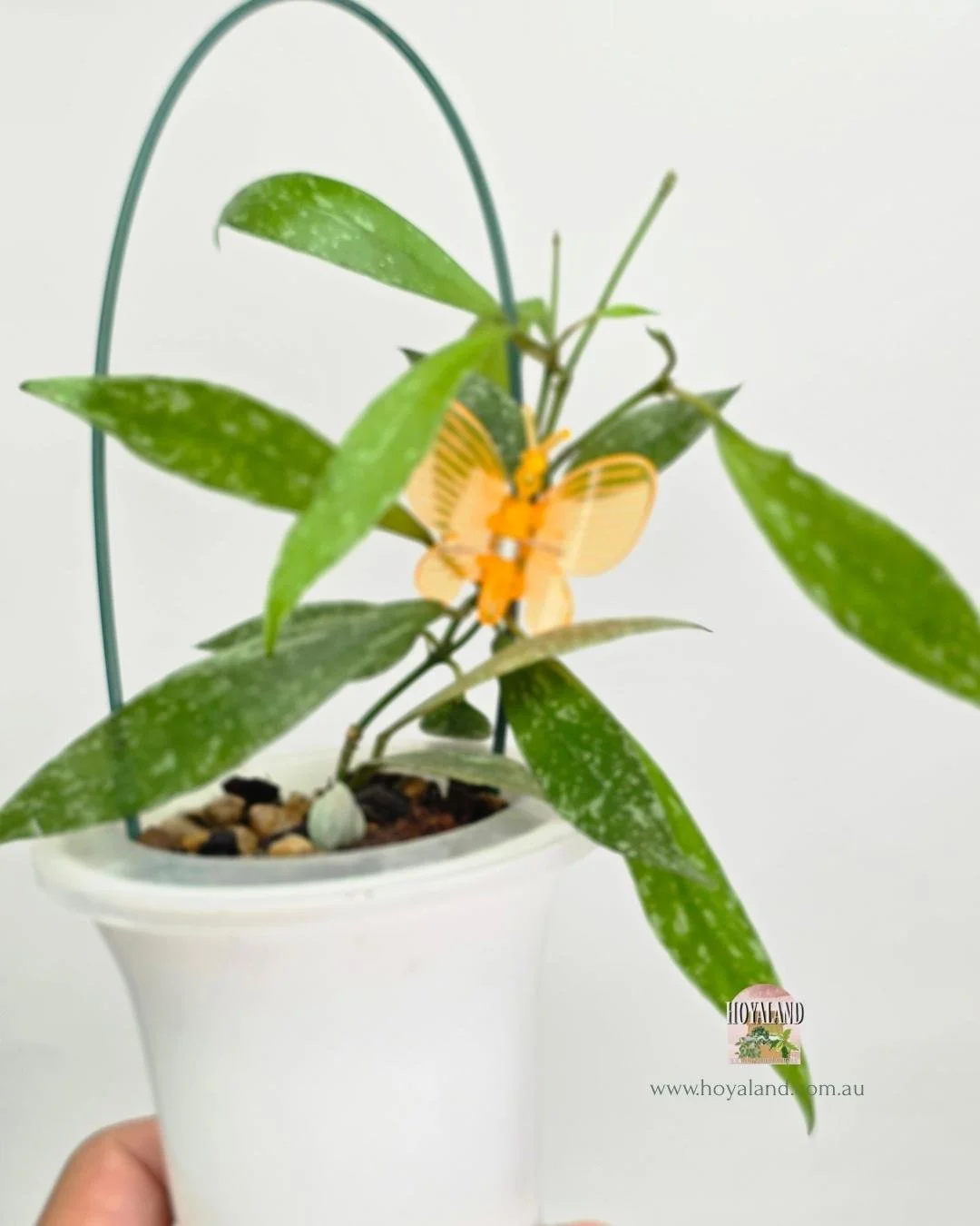 Hoya lacunosa laos (3).jpg