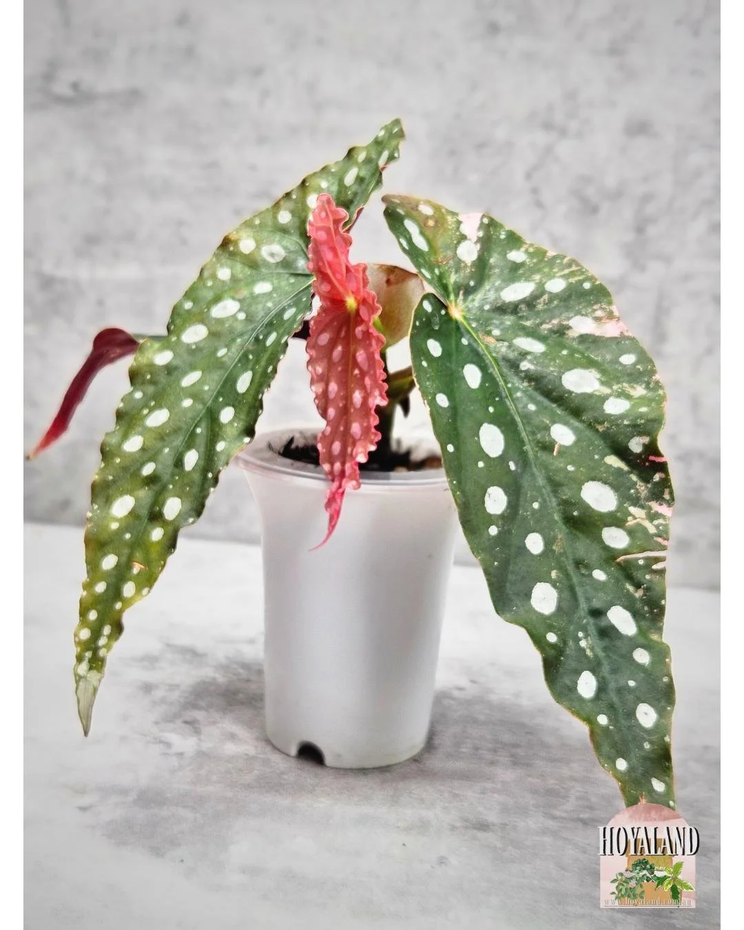 Begonia maculata wightii var (12).jpg