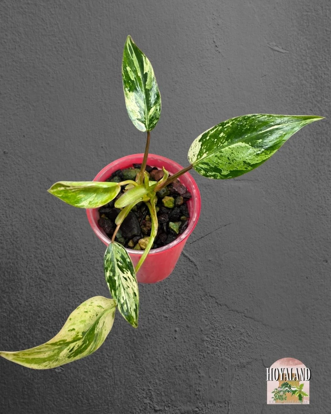 Philodendron emerald queen small (2).jpg