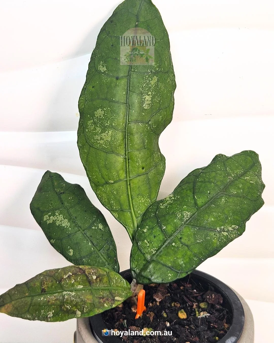 Lata Iskandar Clone A.jpg