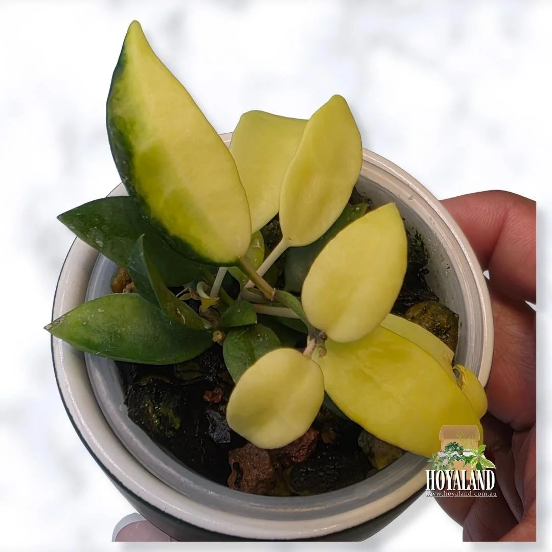 ⛄ Hoya lacunosa Pomelo | Rare Variety