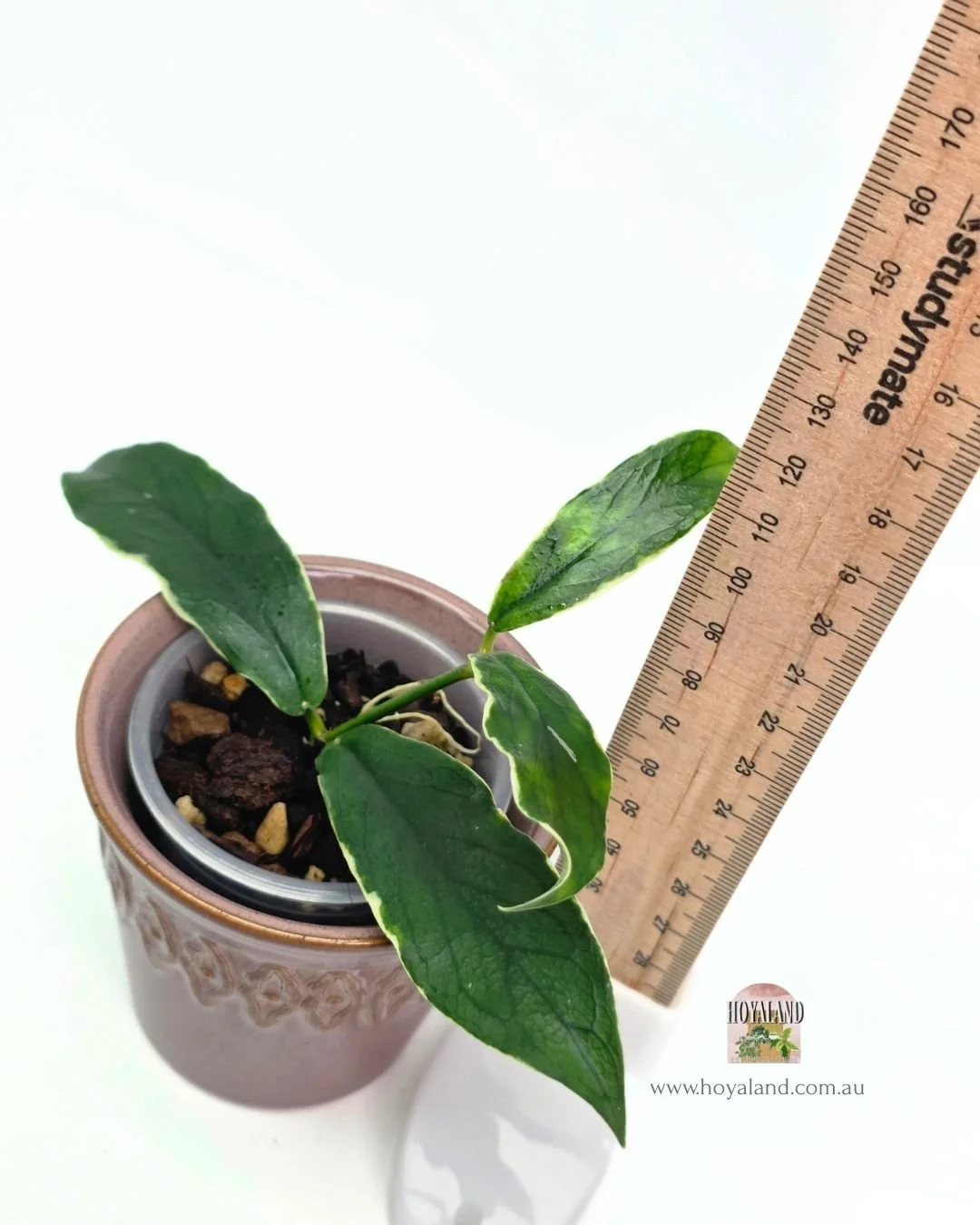 Hoya lobbii albo (3).jpg