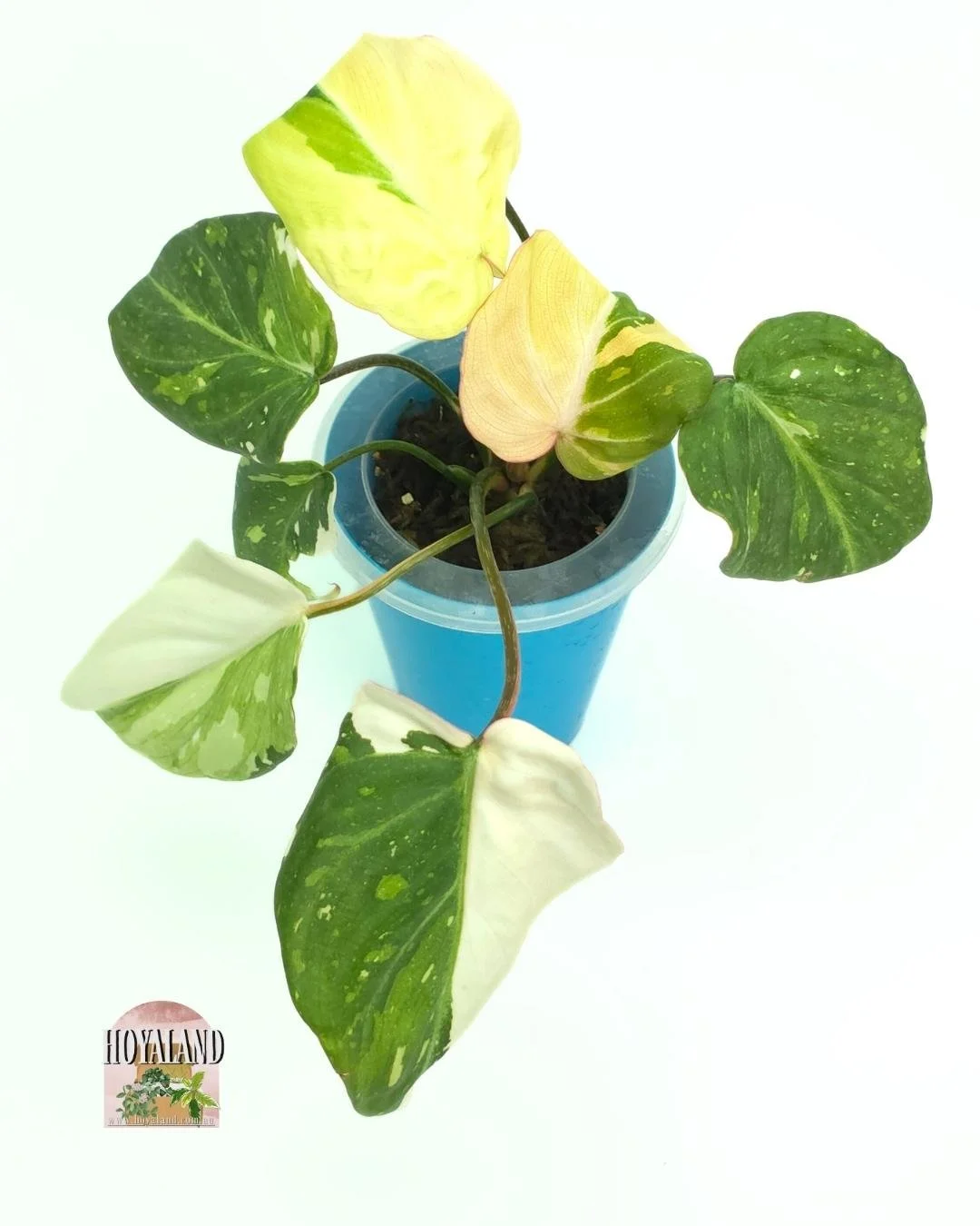 Philodendron gloriosum var (3).jpg