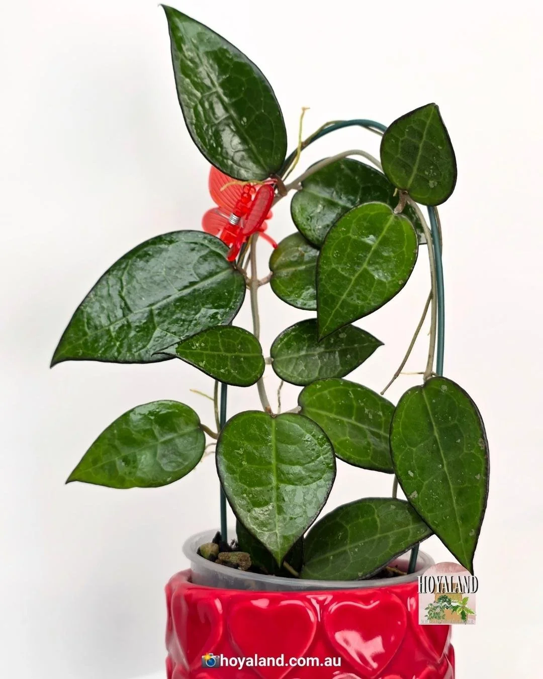 Hoya verticillata black margin.jpg