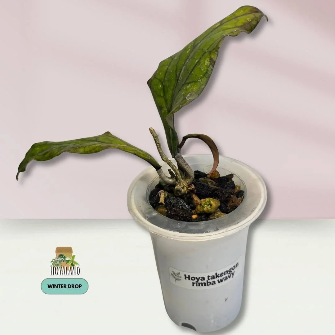 Established Hoya aceh Takengon Rimba with two active growth points and wavy ruffled leaves
