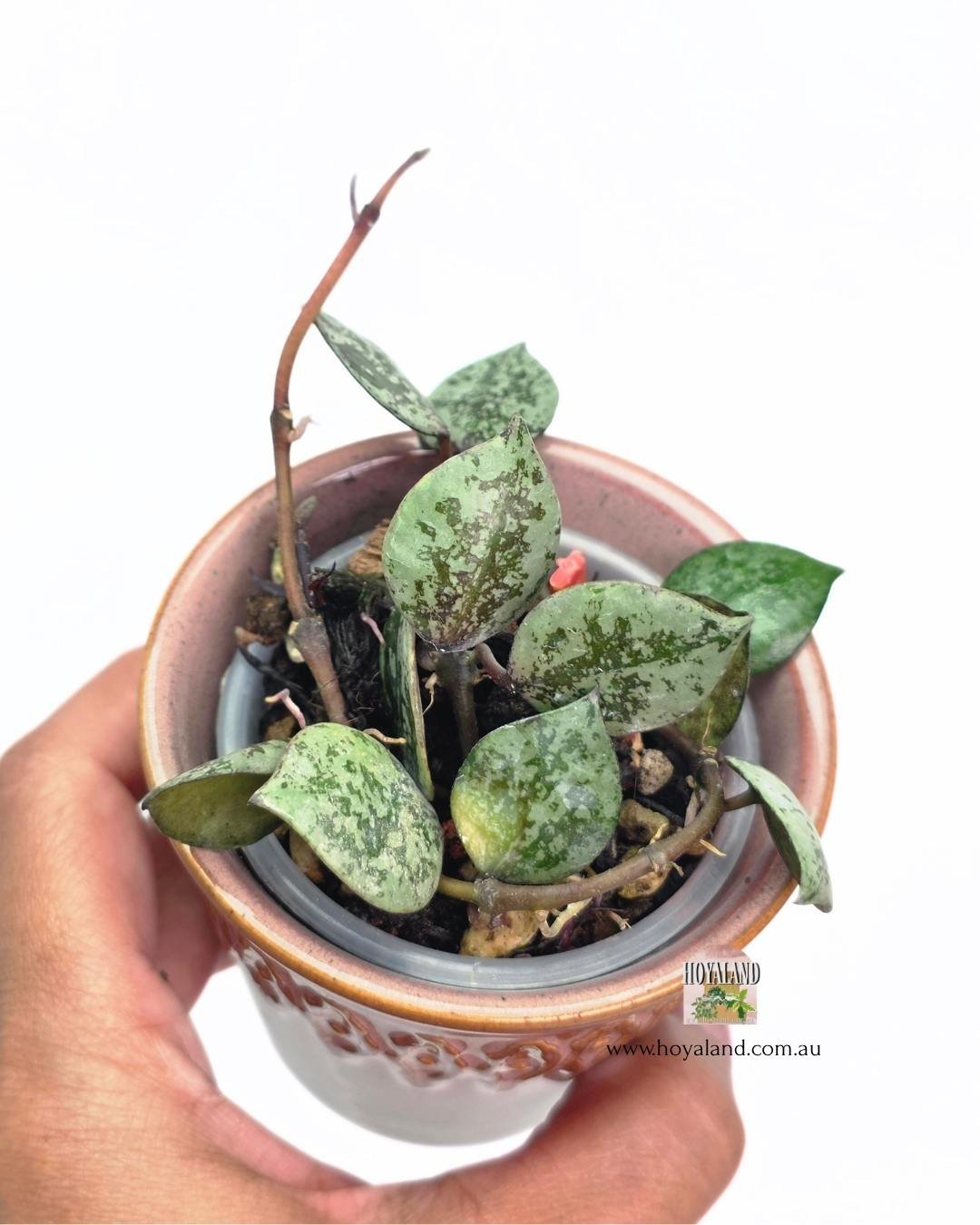 🍂  Hoya lacunosa 'Black Aurora' A