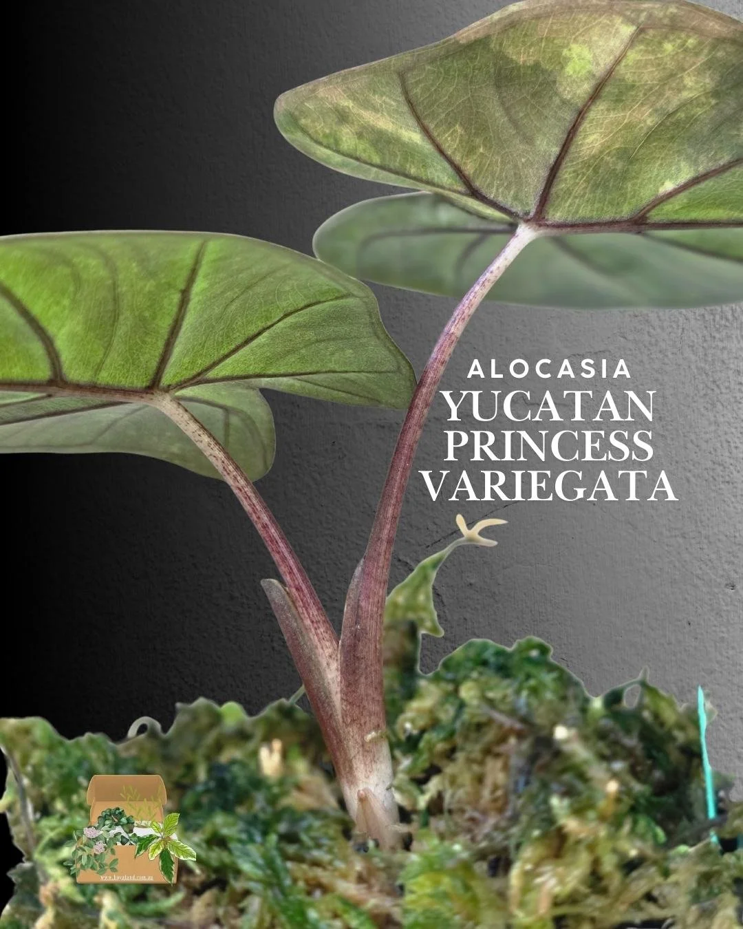 Alocasia Yucatan Princess Variegata (3).jpg