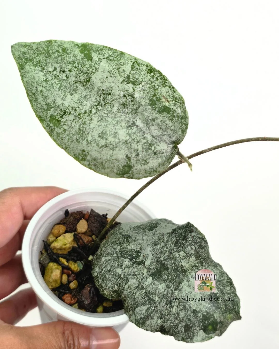 Hoya caudata silver (4).jpg