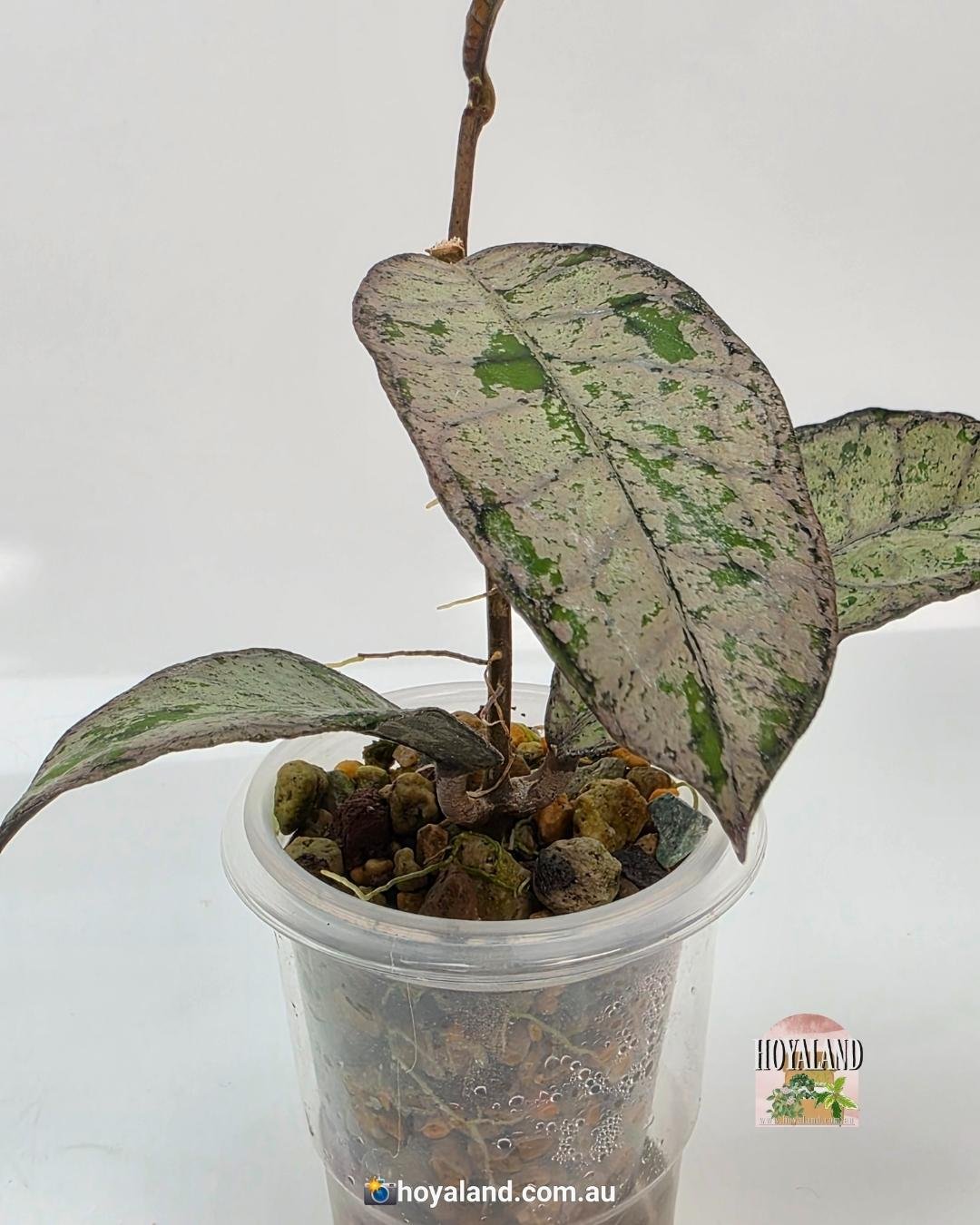 Hoya gunung gading silver ghost.jpg