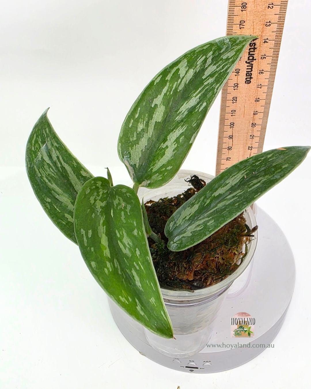 Scindapsus green army narrow (4).jpg