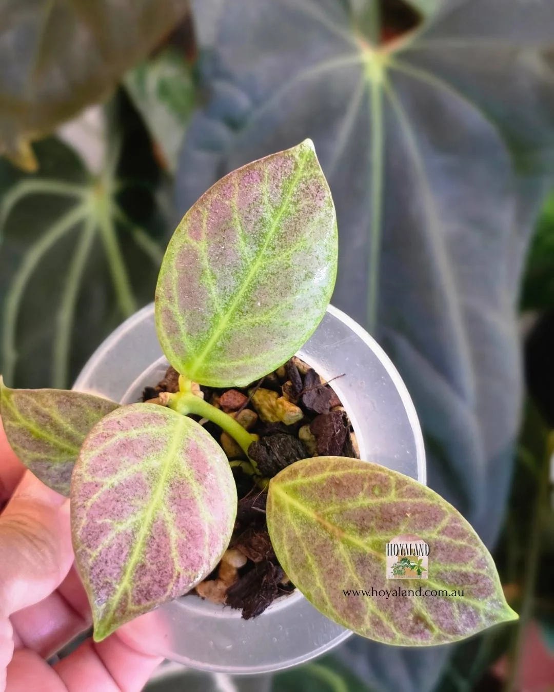 🍂  Hoya obscura 'Silver' | Small | Sunstressed Beauty