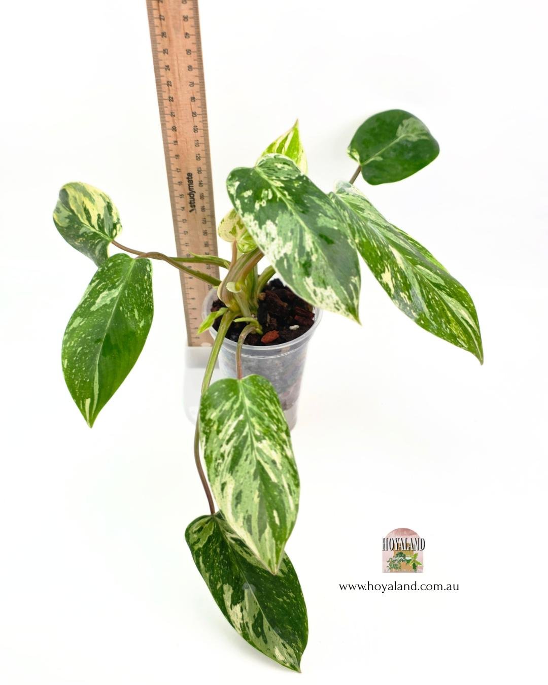 Philodendron emerald queen (6).jpg