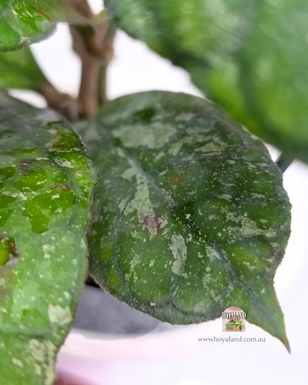 Hoya Surprise (3).jpg