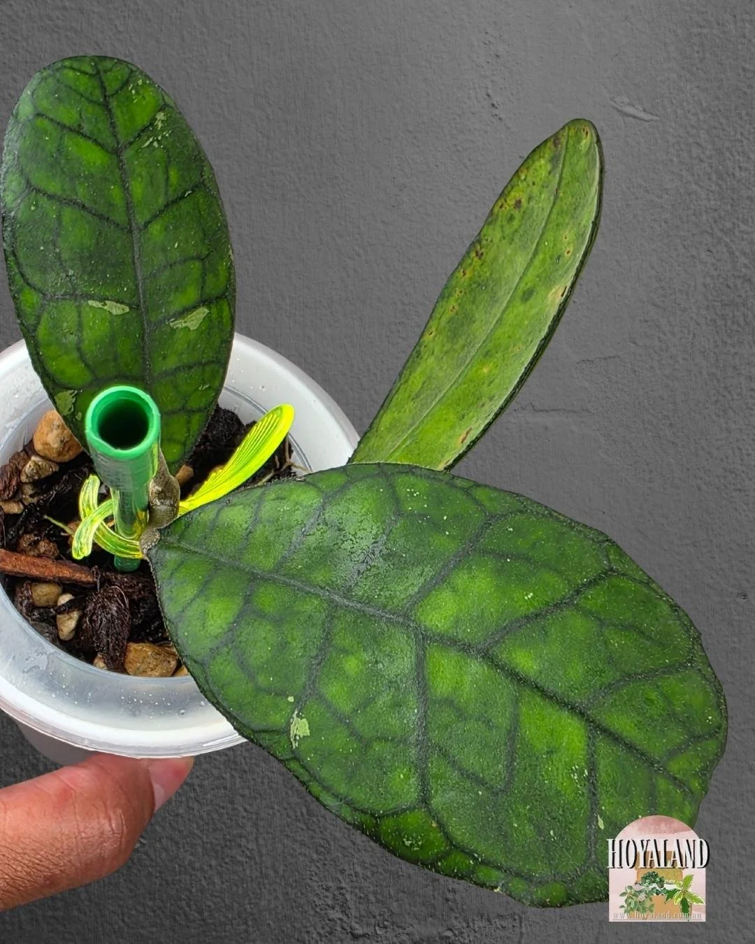 Hoya finlaysonii ah 021 (6).jpg