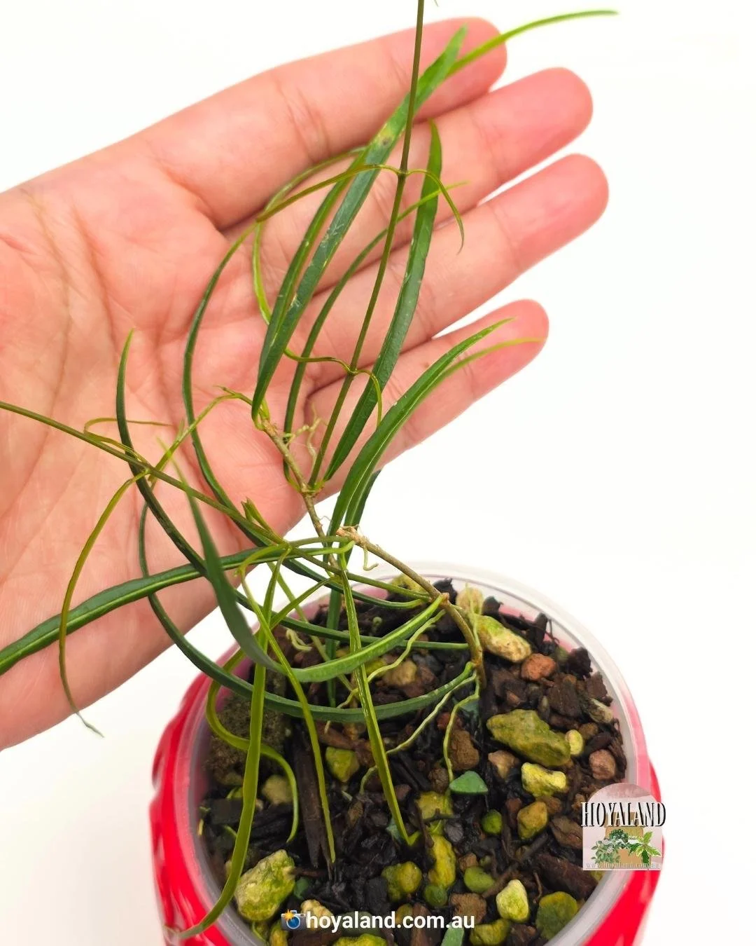 🌞 Hoya Stenophylla | Rare Grass-Like Foliage 🩷
