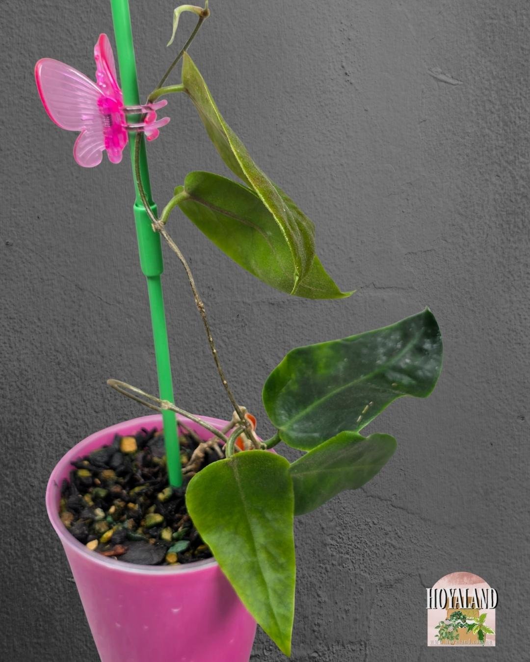 Hoya inflata (2).jpg