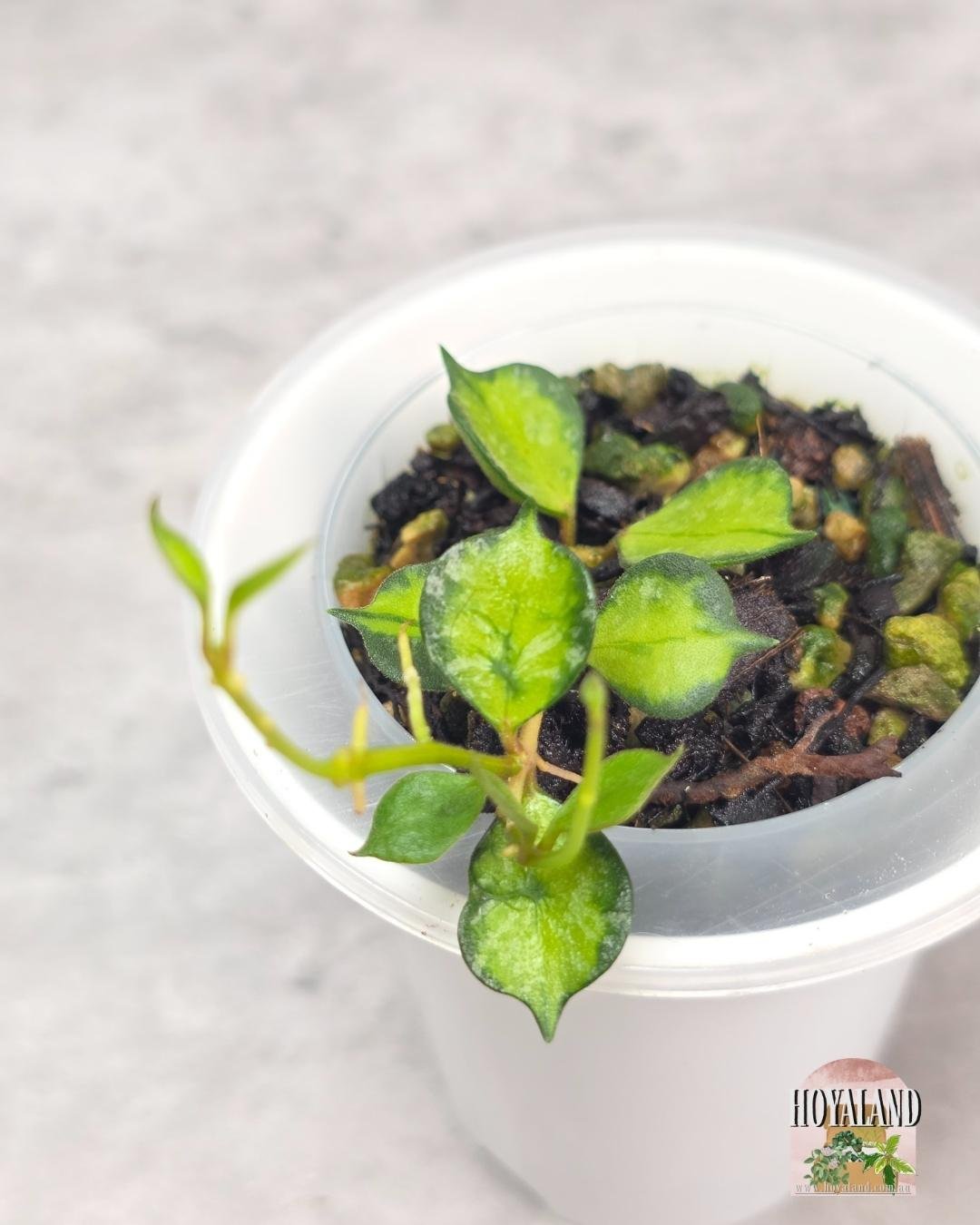 Hoya curtisii variegata (3).jpg