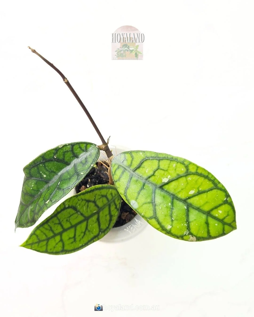 Ultra Rare Hoya callistophylla Vena | Intricate Veins 🦋