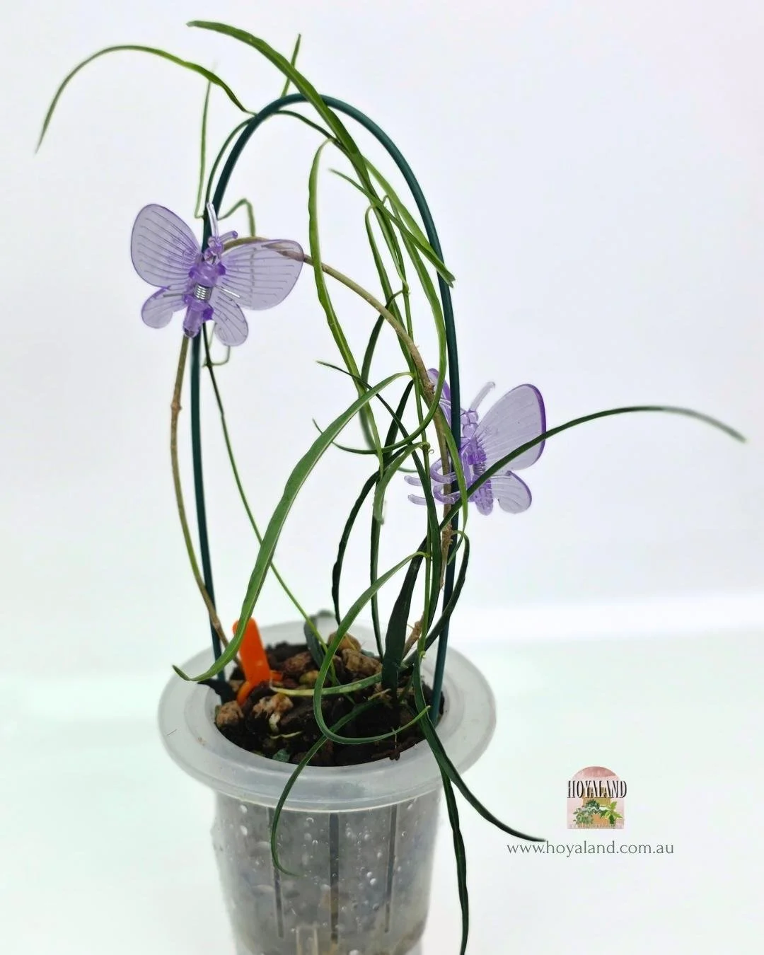 Hoya stenophylla B (4).jpg