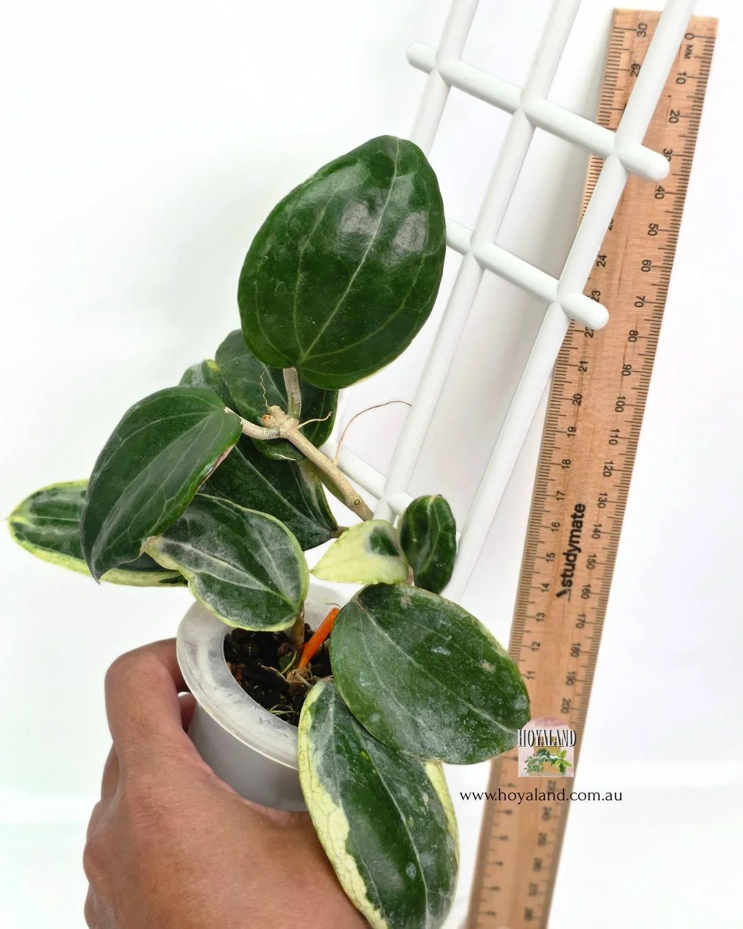 Hoya lil plu.jpg