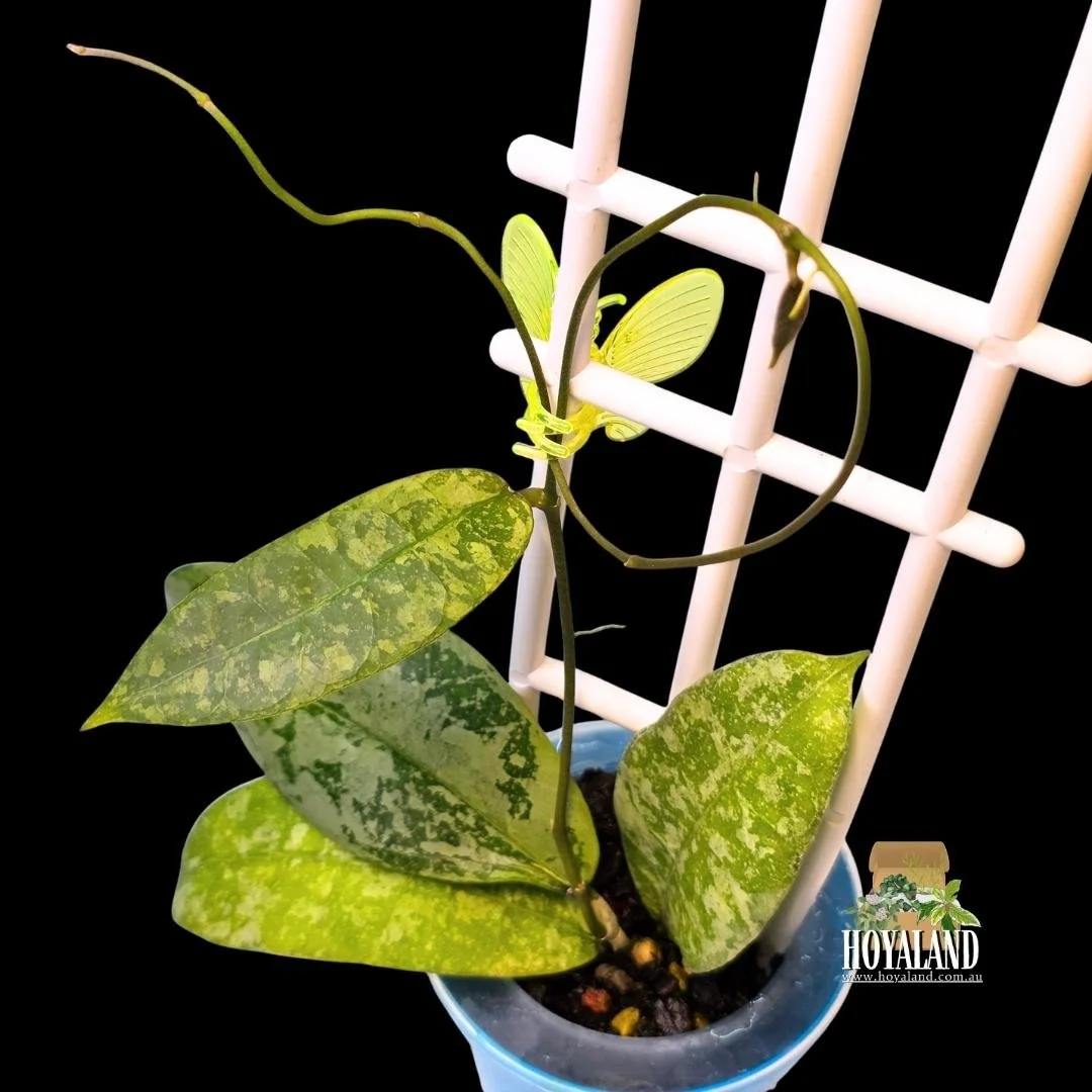 Hoya aff lambii silver (1).jpg