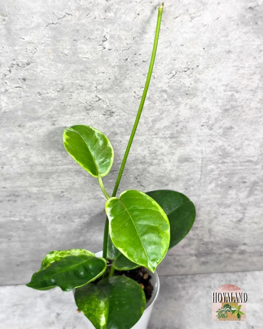 Hoya australis peridot (2).jpg