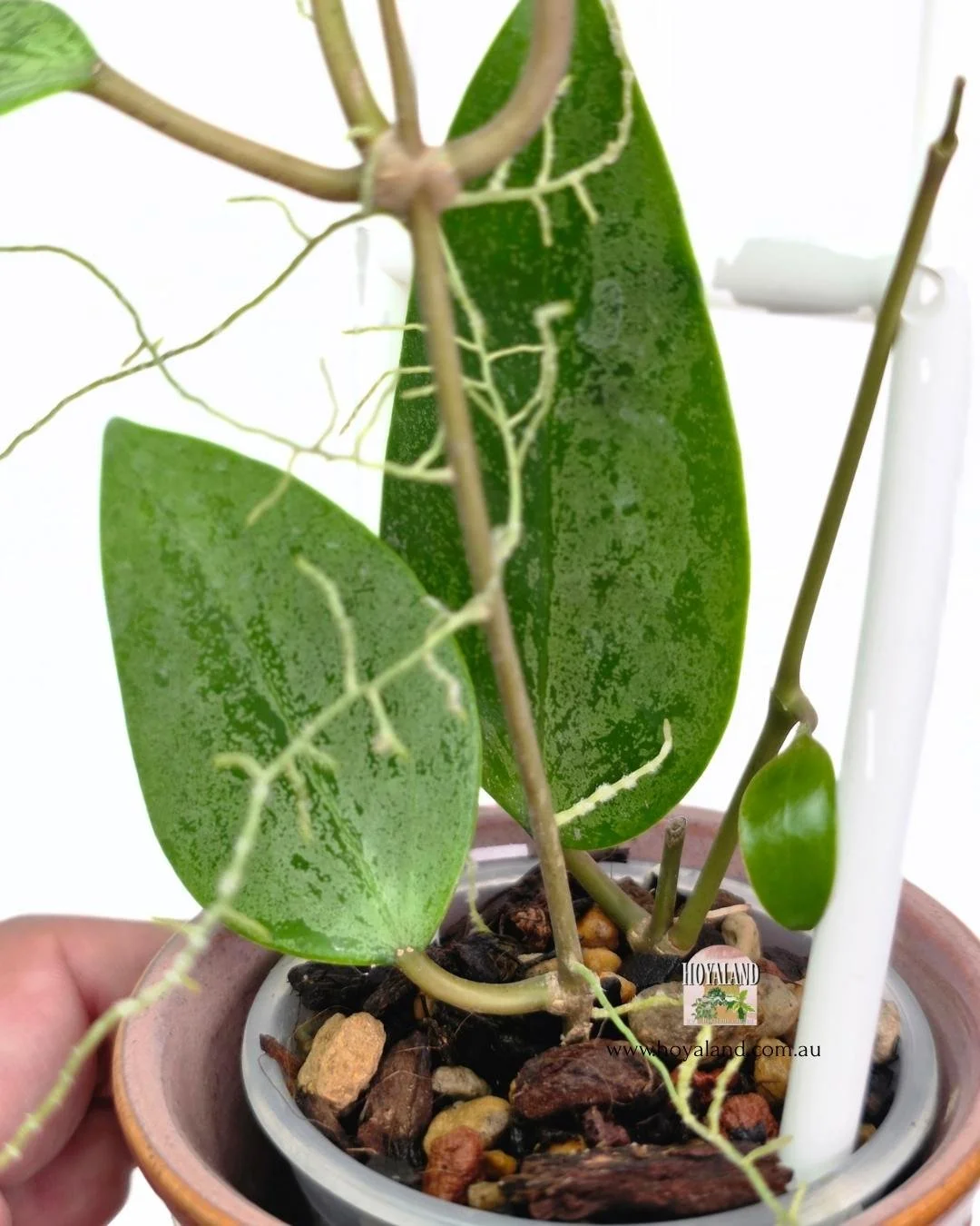 Hoya Aurora (2).jpg