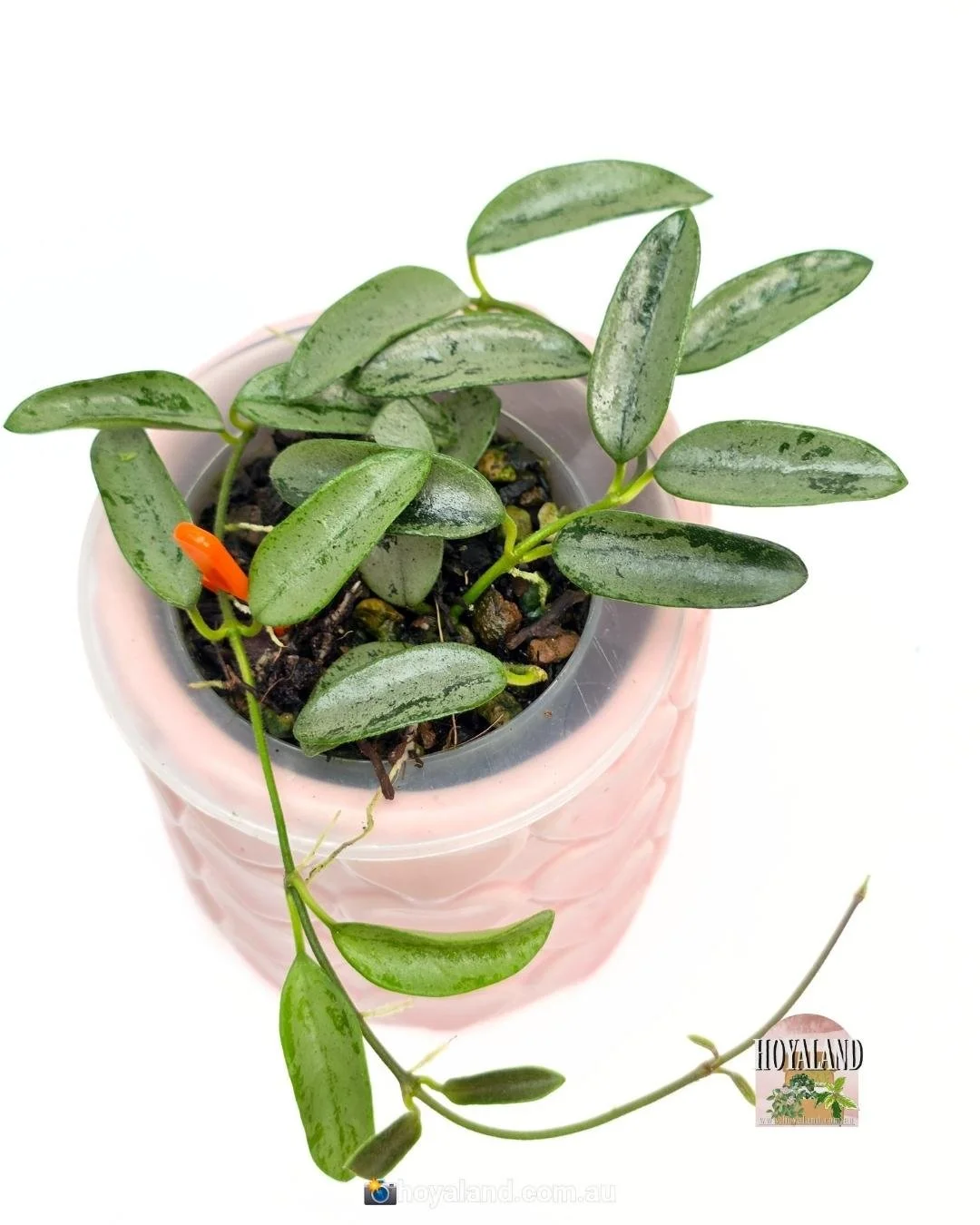 Hoya lima silver (5).jpg