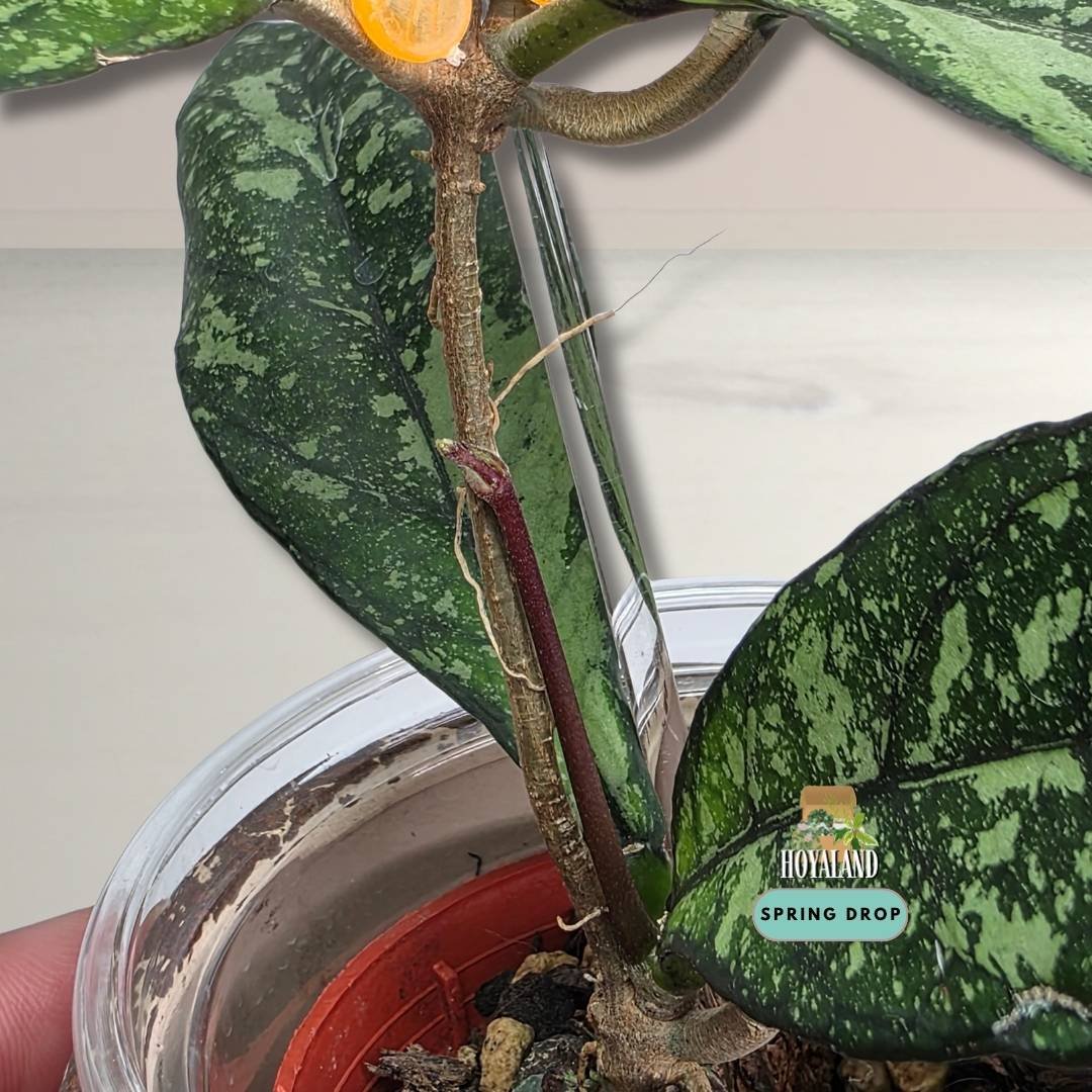 Hoya crassipetiolata splash (2).jpg