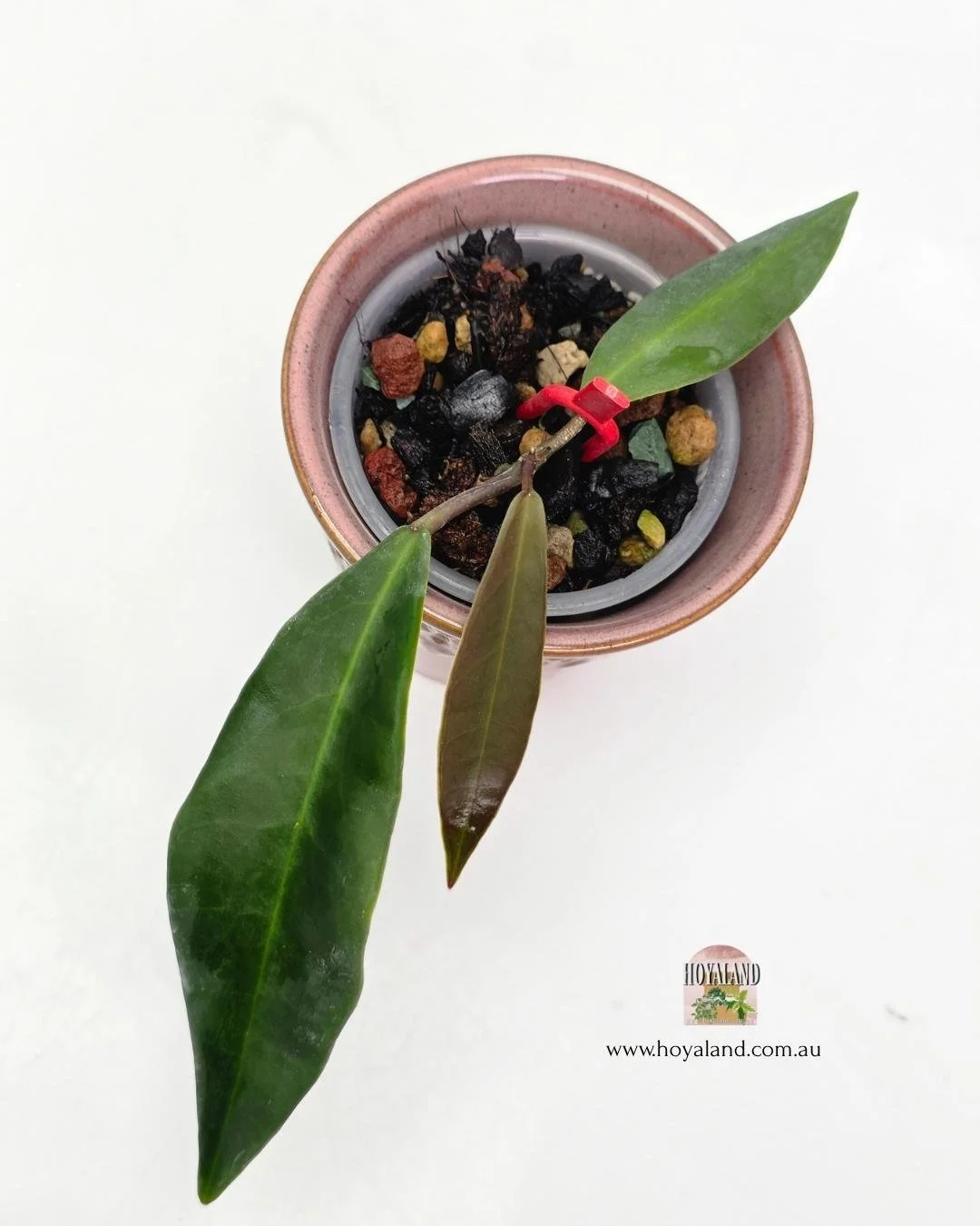 Hoya pulchra narrow A (3).jpg