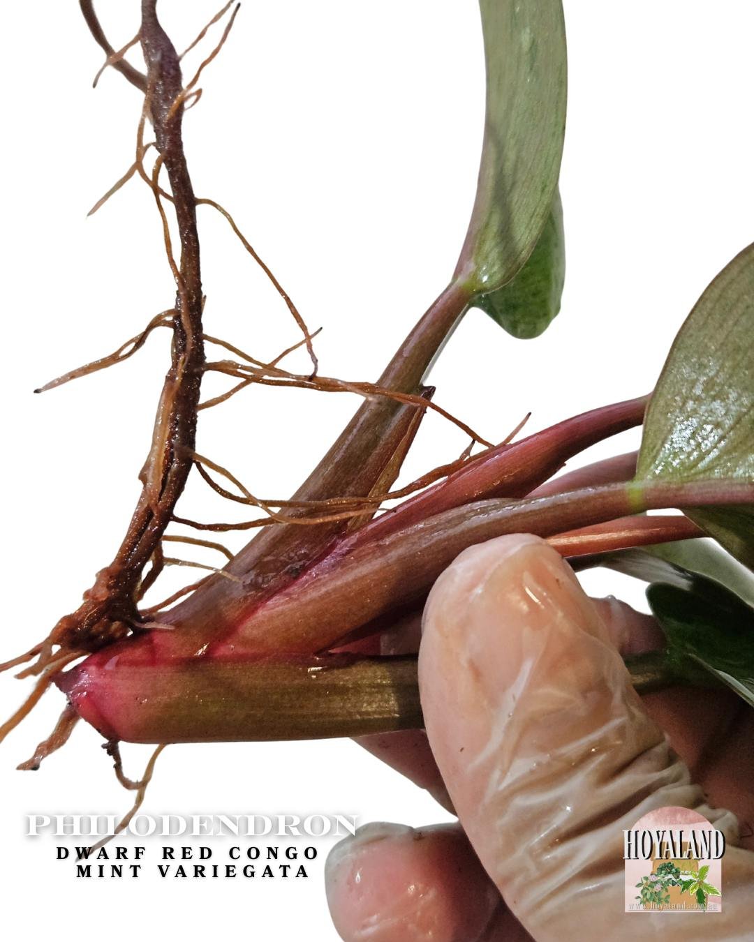 dwarf red congo mint.jpg