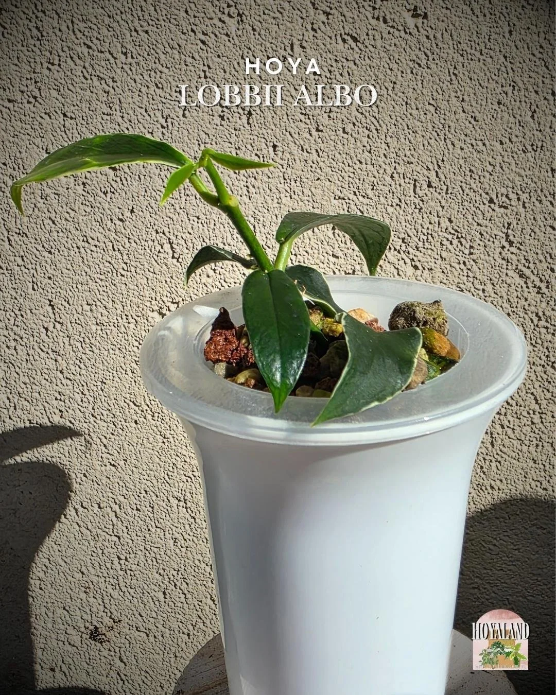 hoya lobbii albo (3).jpg