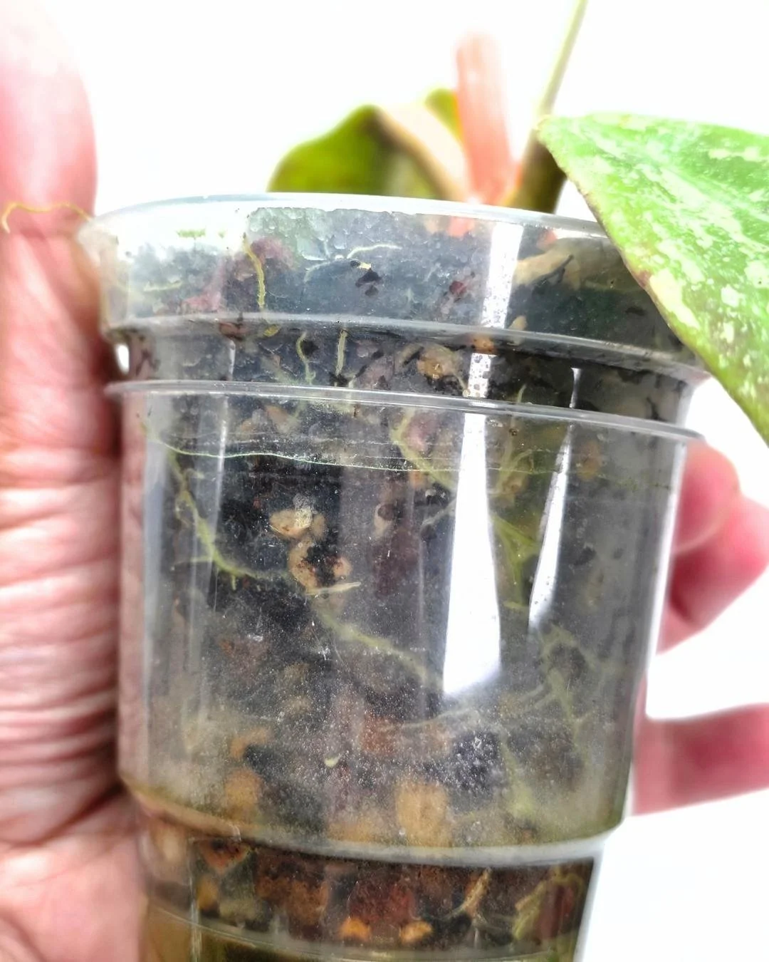 Hoya mitrata splash (1).jpg