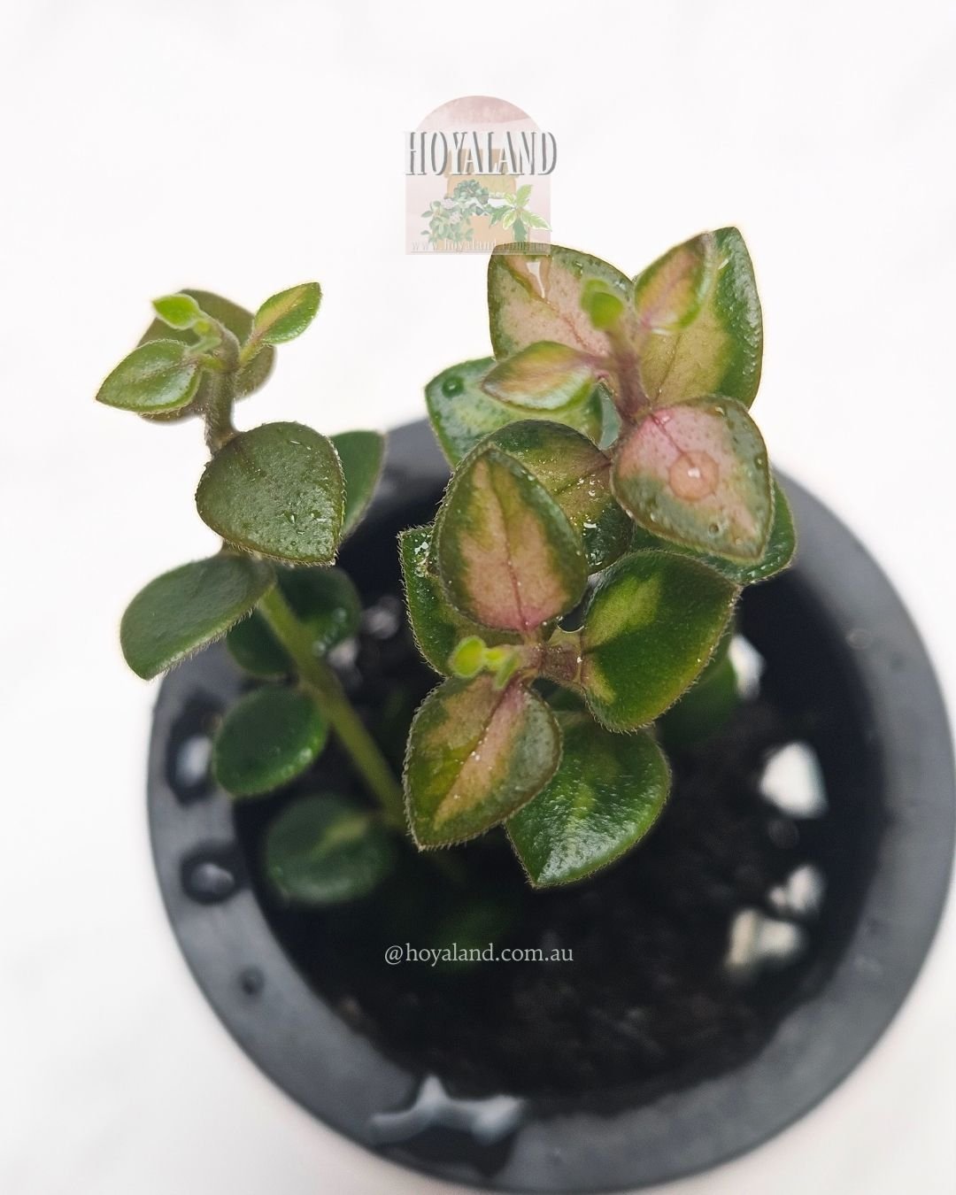 Hoya chinghungensis variegata.jpg